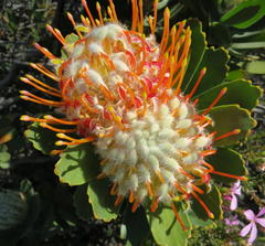 Leucospermum pluridens