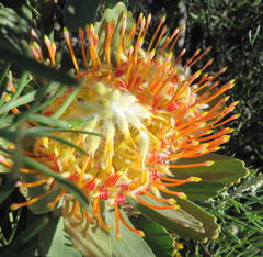 Leucospermum pluridens