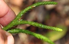 Phlegmariurus gnidioides