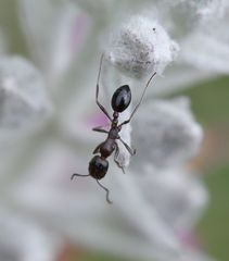 Monomorium junodi
