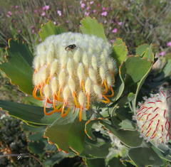 Leucospermum pluridens