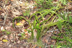 Phlegmariurus gnidioides