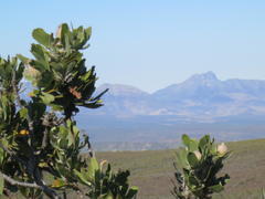 Leucospermum pluridens