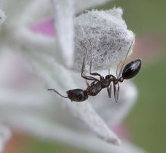 Monomorium junodi