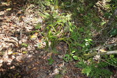 Phlegmariurus gnidioides