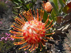Leucospermum pluridens