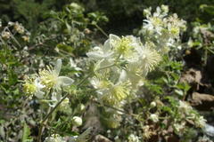 Clematis brachiata