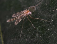 Rheopelopia maculipennis
