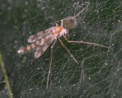 Rheopelopia maculipennis