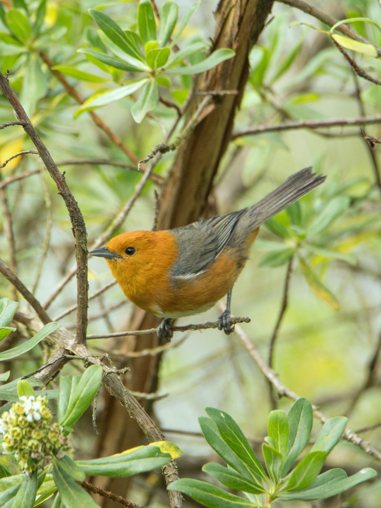 Rufous-chested Tanager (Thlypopsis ornata) photo