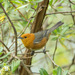 Rufous-chested Tanager - Photo (c) javatru, some rights reserved (CC BY-NC), uploaded by javatru