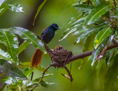 Terpsiphone viridis