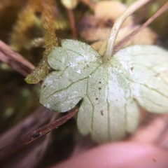 Ranunculus taisanensis