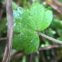 Ranunculus taisanensis