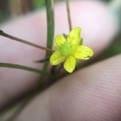 Ranunculus taisanensis