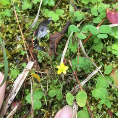 Ranunculus taisanensis