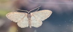 Idaea seriata
