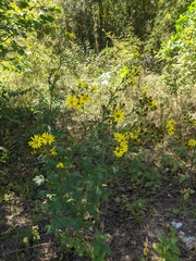 Jacobaea grandidentata