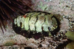 Chitonoidea