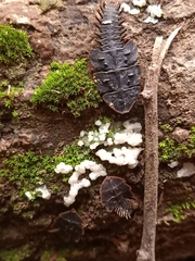 Platerodrilus ruficollis