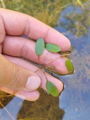 Potamogeton diversifolius