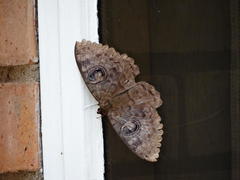 Erebus walkeri