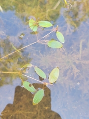 Potamogeton diversifolius