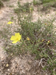 Oenothera gayleana