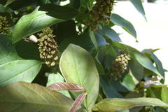 Combretum bracteosum