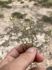 Oenothera gayleana