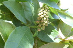 Combretum bracteosum