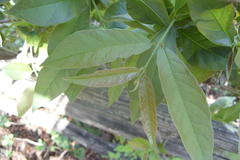 Combretum bracteosum