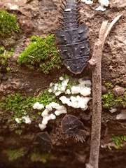 Platerodrilus ruficollis