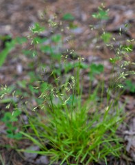 Poa supina