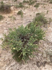 Acleisanthes lanceolata