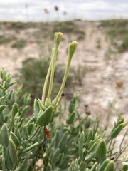 Acleisanthes lanceolata