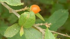 Cordia sinensis