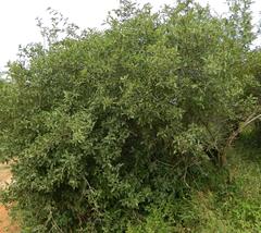 Cordia sinensis