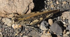 Calliptamus plebeius