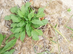 Solidago virgaurea lapponica
