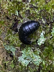 Necrophila americana