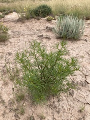 Dicranocarpus parviflorus