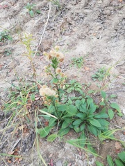 Solidago virgaurea lapponica