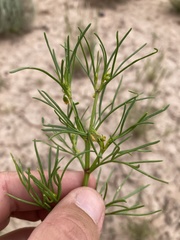 Dicranocarpus parviflorus