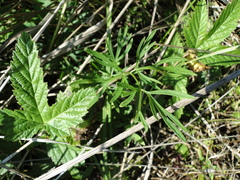 Kadenia dubia