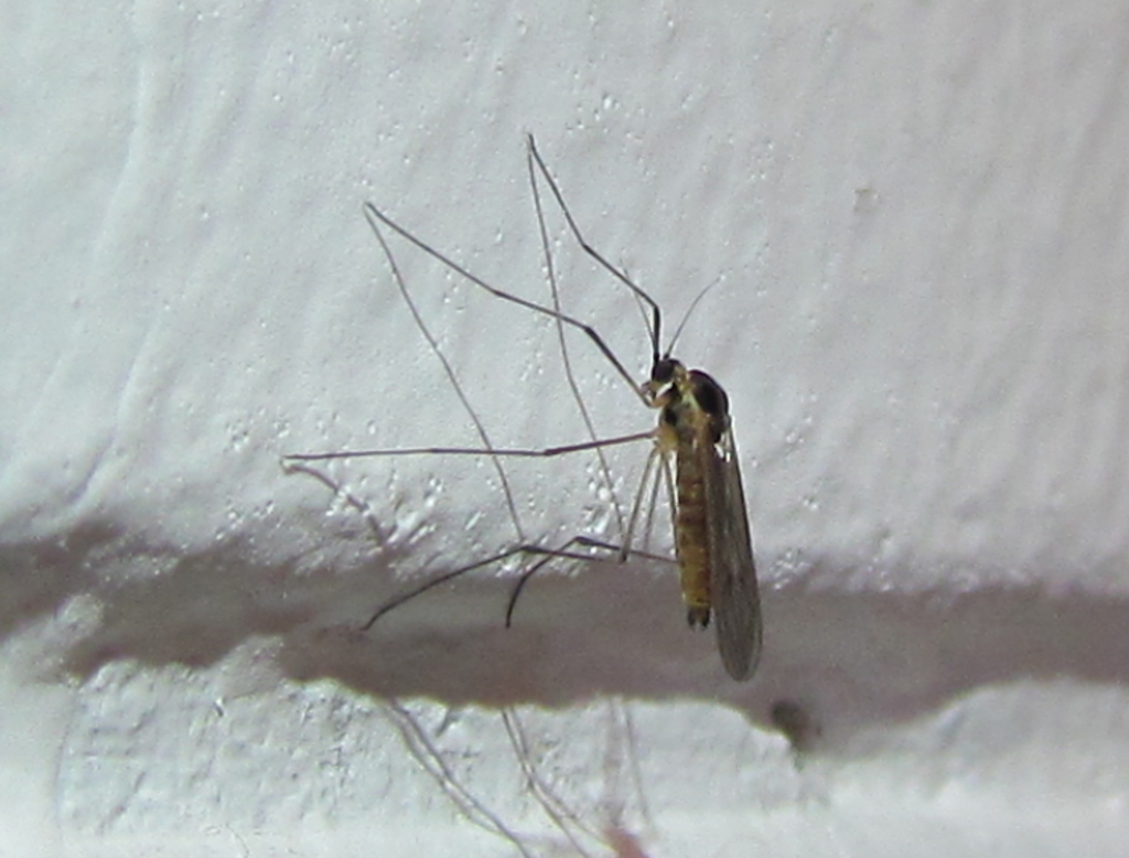Dixella limai