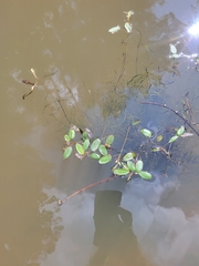 Potamogeton spirillus