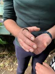 Natrix natrix
