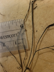 Potamogeton spirillus