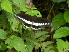 Papilio liomedon